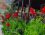 Sernis Pansiyon