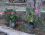 Sernis Pansiyon